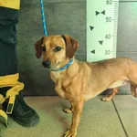 Znaleziono psa, Chełmek, 12 listopada 2025