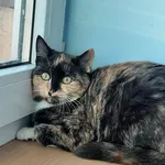 Zaginął kot, Warszawa, 13 listopada 2025