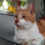 Zaginął kot, Nowe Trzepowo, 13 listopada 2025