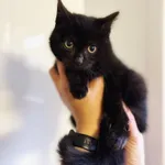 Oddam kota, Olsztyn, 13 listopada 2025