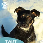 Znaleziono psa, Dąbrówka, 9 stycznia 2026