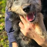 Pies do adopcji, Oborniki, 16 października 2025