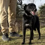 Pies do adopcji, Chełmek, 11 września 2025