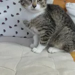 Kot do adopcji, Czartki, 12 listopada 2025