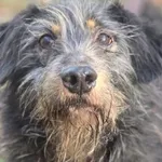 URWIS - szorstkowłosy mały seniorek szuka domku