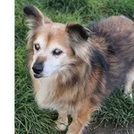 Znaleziono psa, Wrocław, 8 listopada 2025