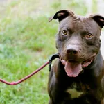 Znaleziono psa, Wałbrzych, 5 listopada 2025