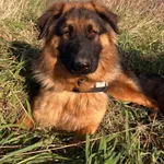 Oddam psa, Olsztyn, 13 listopada 2025