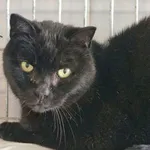 Znaleziono kota, Wrocław, 4 listopada 2025