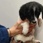 Znaleziono psa, Toruń, 9 listopada 2025