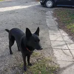 Zaginął pies, Łódź, 13 listopada 2025