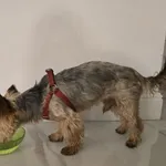 Znaleziono psa, Łódź, 13 listopada 2025