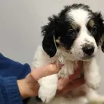 Znaleziono psa, Toruń, 9 listopada 2025