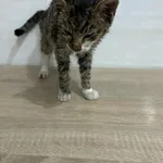 Znaleziono kota, Czartki, 14 listopada 2025