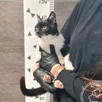 Kot do adopcji, Chełmek, 28 października 2025