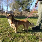 Pies do adopcji, Bełchatów, 10 października 2025