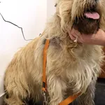 Znaleziono psa, Łódź, 14 listopada 2025