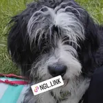 Zaginął pies, Łódź, 14 listopada 2025