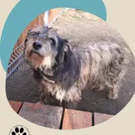 Znaleziono psa, Dąbrówka, 13 listopada 2025