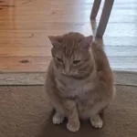 Zaginął kot, Łódź, 14 listopada 2025