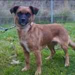 Znaleziono psa, Grudziądz, 20 września 2025