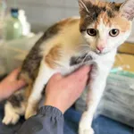 Znaleziono kota, Lublin, 12 listopada 2025