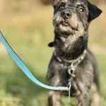 Pies do adopcji, Piła, 14 października 2025