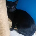 Znaleziono kota, Grudziądz, 13 września 2025