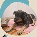 Znaleziono psa, Dąbrówka, 13 listopada 2025