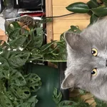 Zaginął kot, Łódź, 14 listopada 2025