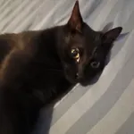 Znaleziono kota, Łódź, 14 listopada 2025