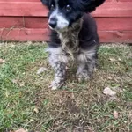 Znaleziono psa, Czartki, 14 listopada 2025