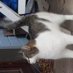 Znaleziono kota, Łódź, 14 listopada 2025