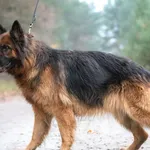 Pies do adopcji, Nowodwór, 13 listopada 2025