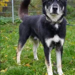 Znaleziono psa, Grudziądz, 12 lipca 2025