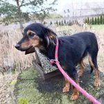 Pies do adopcji, Bełchatów, 19 października 2025