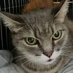 Znaleziono kota, Lublin, 14 listopada 2025