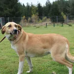 Pies do adopcji, Grudziądz, 29 października 2025