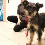 Znaleziono psa, Łódź, 14 listopada 2025