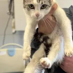 Znaleziono kota, Lublin, 12 listopada 2025