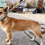 Znaleziono psa, Pieckowo, 14 listopada 2025