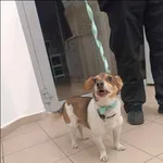 Znaleziono psa, Grudziądz, 15 listopada 2025