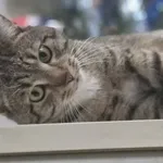 Zaginął kot, Łódź, 15 listopada 2025