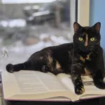 Kot do adopcji, Zgierz, 15 listopada 2025