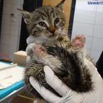 Kot do adopcji, Szczecin, 15 listopada 2025