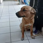 PIES ZNALEZIONY PRZYWIEZIONY DO SCHRONISKA 15.11.2025