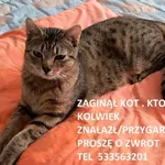 Zaginął kot, Łódź, 15 listopada 2025