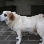 Znaleziono psa, Łódź, 15 listopada 2025