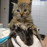 Kot do adopcji, Szczecin, 15 listopada 2025