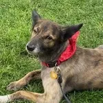 Zaginął pies, Łódź, 16 listopada 2025